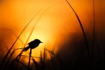 sunset-behind-bird