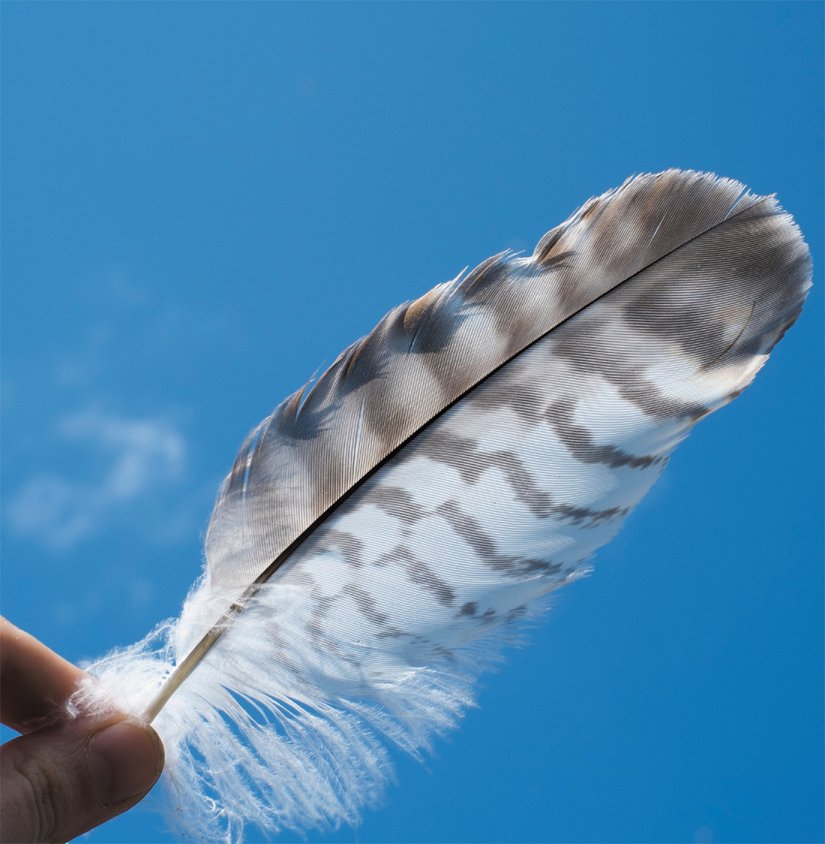 hand-feather